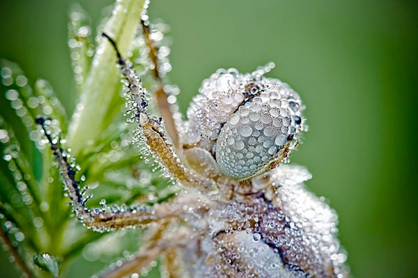 Паук в окружении капель росы