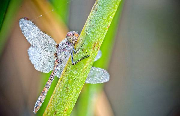 Жук, покрытый мелкими каплями росы