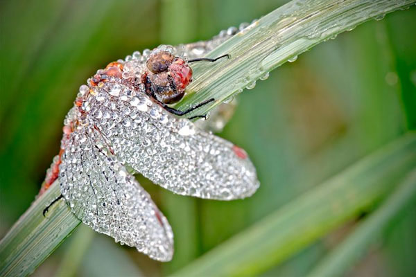 Бабочка с каплями росы на крыльях