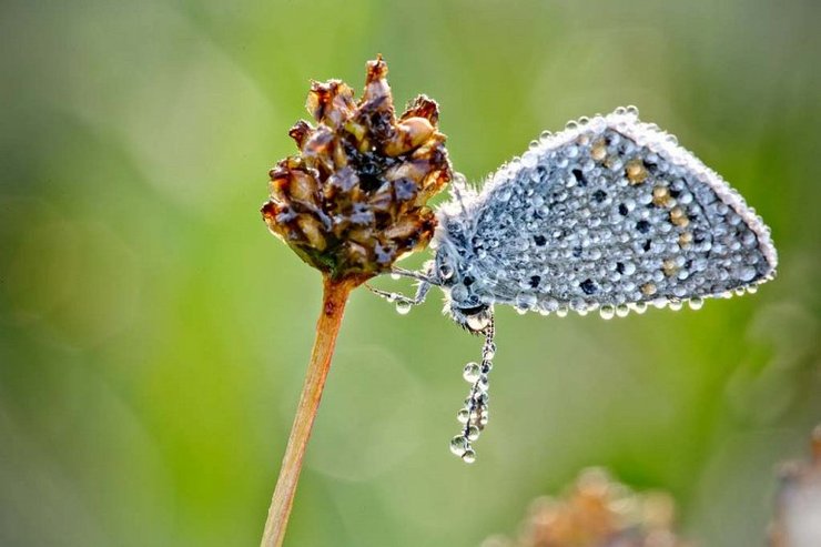 Жук с переливающимися каплями на спине