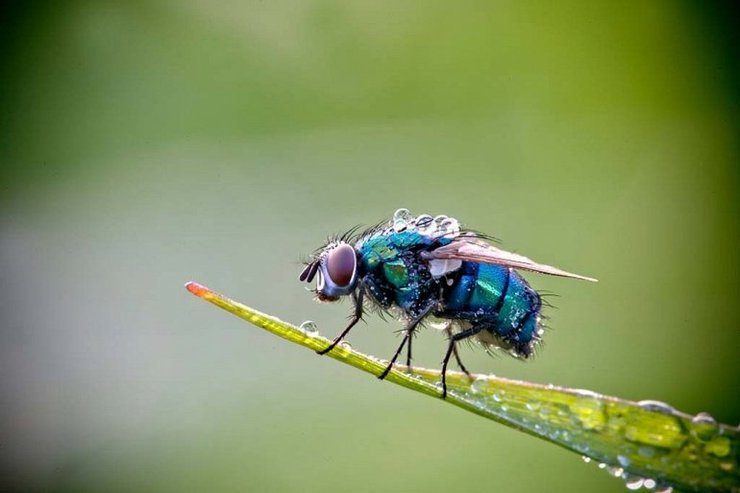 Муха в сферической капле воды
