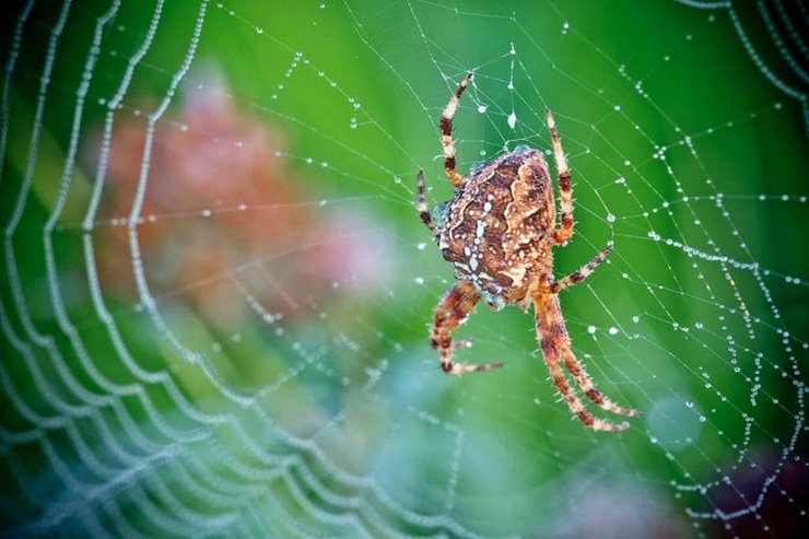 Макросъемка глаза насекомого с отражением