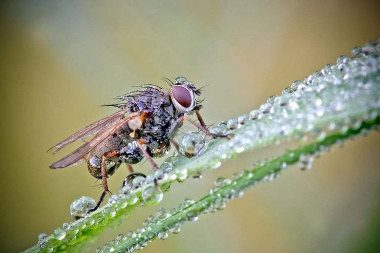 Муравей на стебле с каплями воды