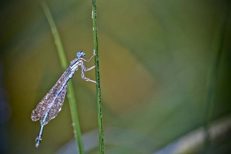 Насекомое на цветке с каплями воды