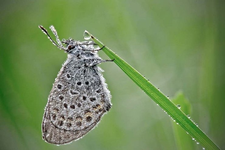 Стрекоза с каплями воды на тонких крыльях