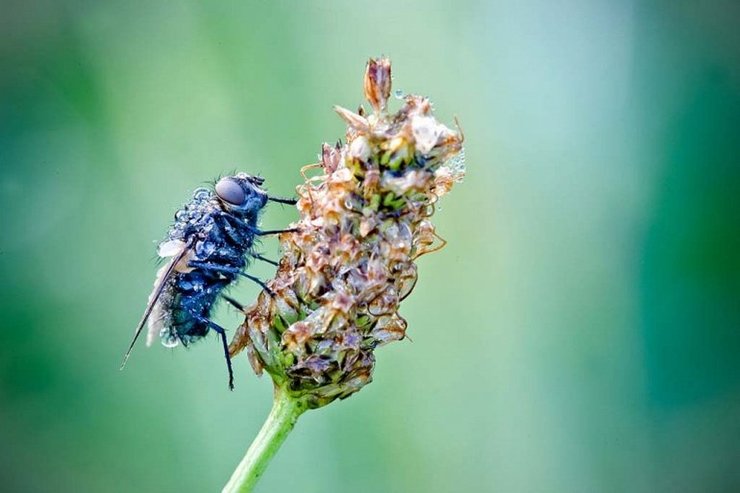 Божья коровка на листе с каплями воды