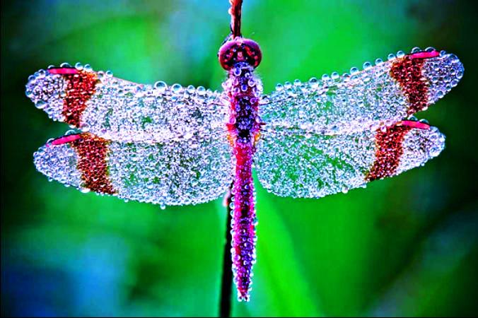 Композиция из насекомых в каплях росы