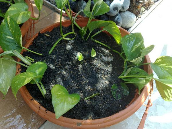 Потос с пёстрыми листьями