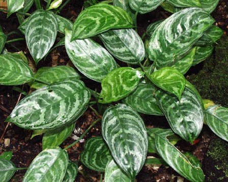 Аглаонема с пёстрыми зелёными листьями