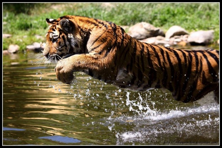 тигр бежит по воде