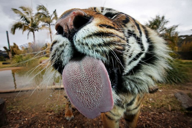 язык тигра