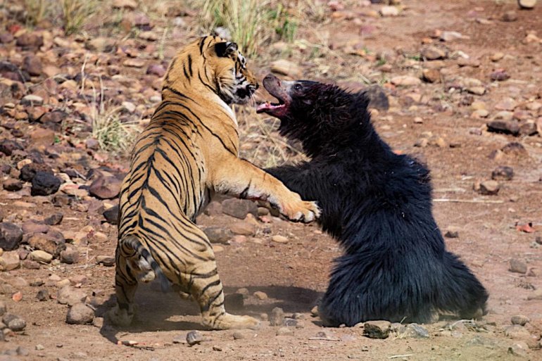 тигр и медведь