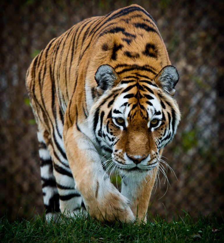 Милый тигр фото