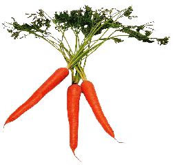 CarrotBnch