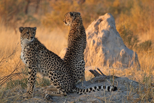лучшие сафари лучшие сафари
