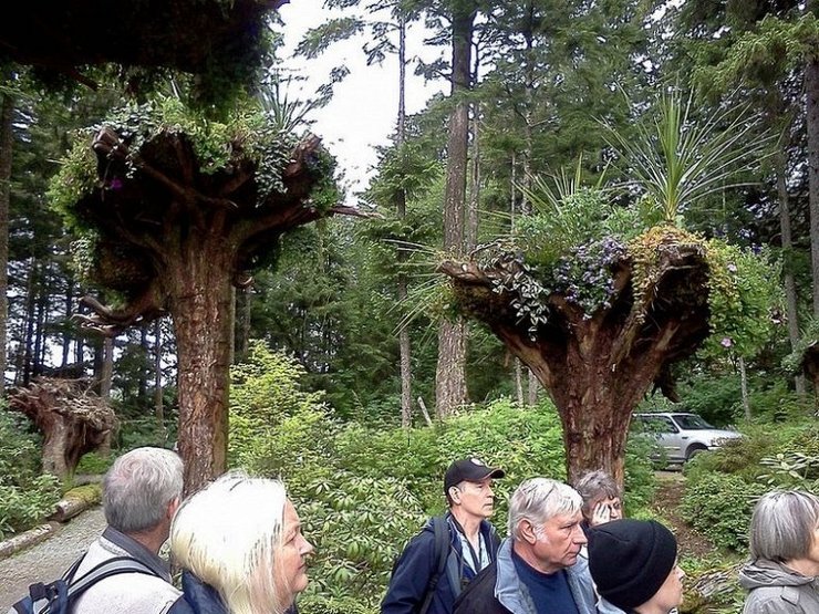 перевернутые деревья