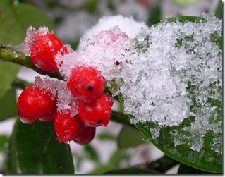 зимние ягоды