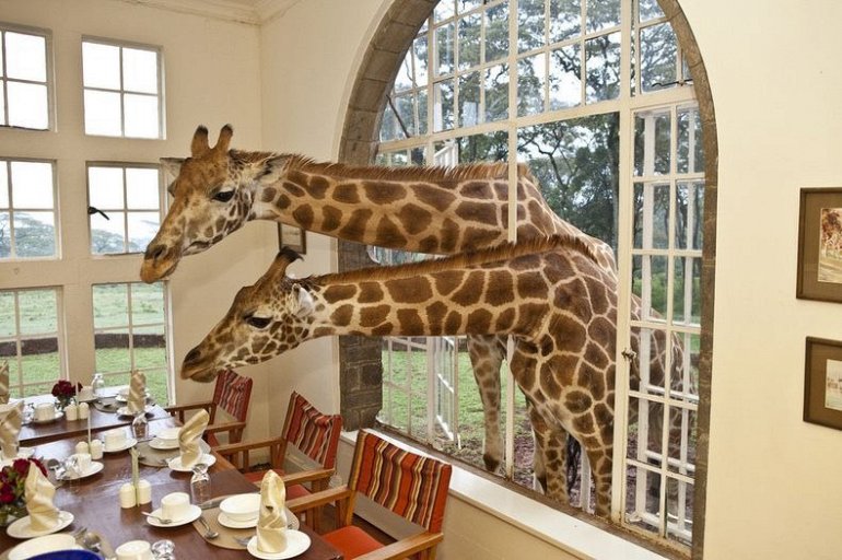 поместье жирафов
