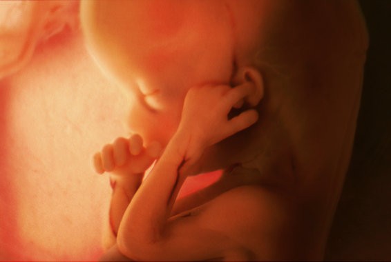 плод на этапе второго триместра