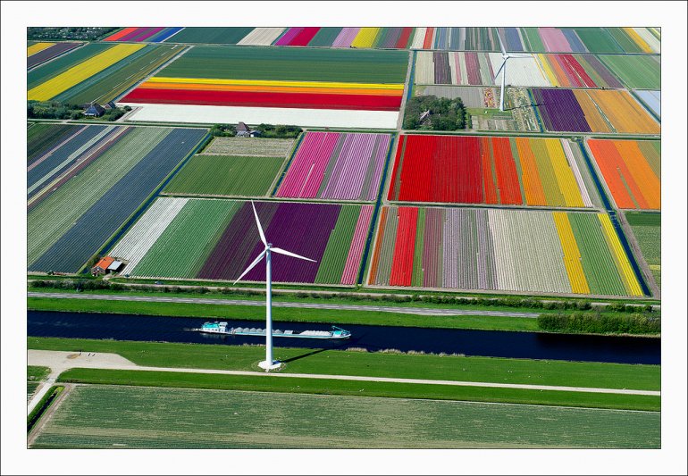 поля тюльпанов в голландии