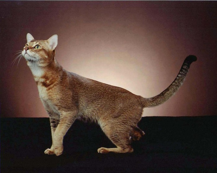 Нильская кошка
