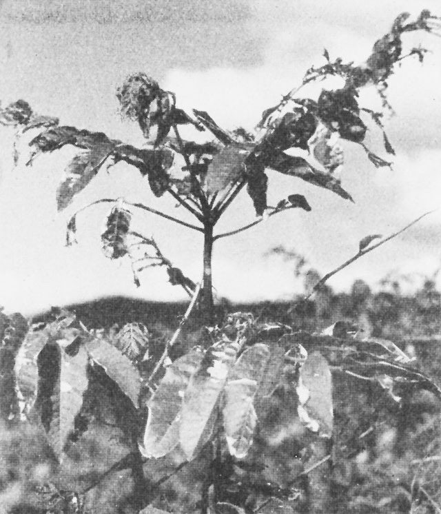 деревья хиросимы деревья хиросимы