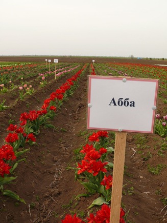 самое большое в мире поле тюльпанов