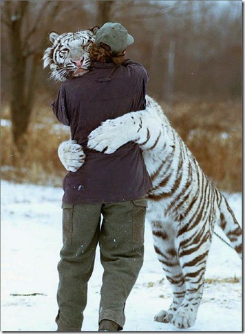 36_tigr