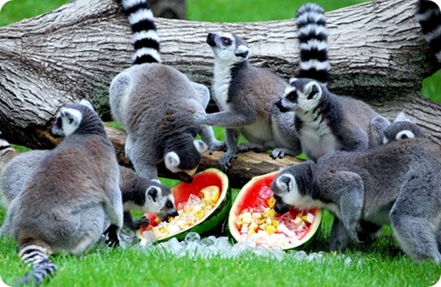 lemur6