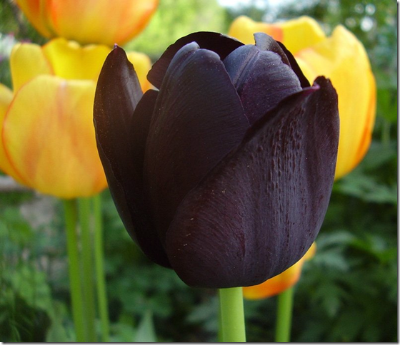 чёрный тюльпан