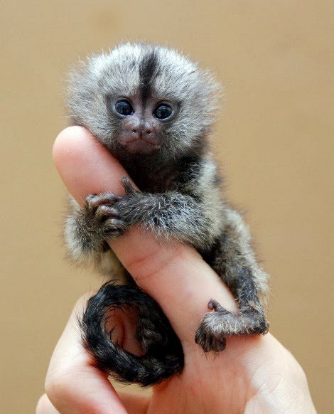 маленькая обезьяна