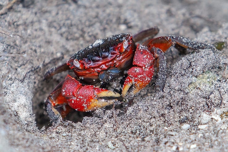 мангровый красный краб