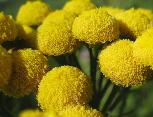 пижма пижма