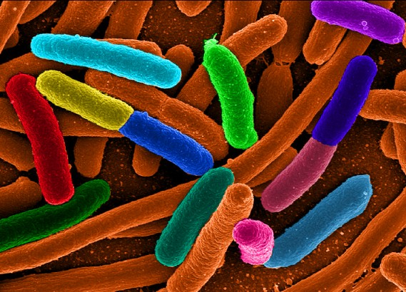 опасные бактерии