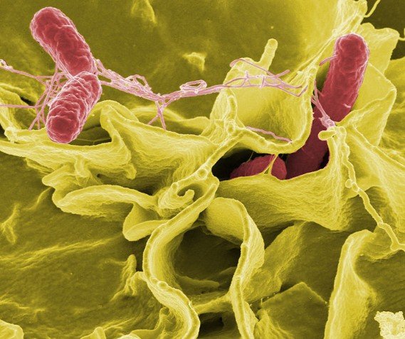 Бактерия Salmonella под микроскопом