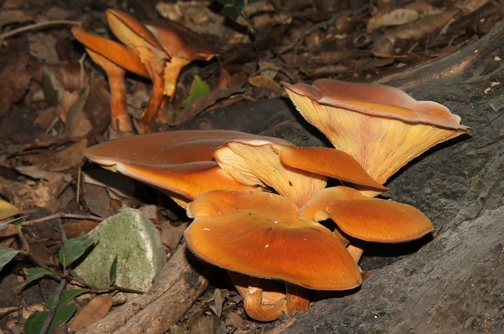 омфалотус масличный