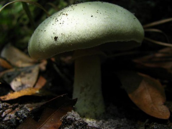 Бледная поганка среди лесной подстилки