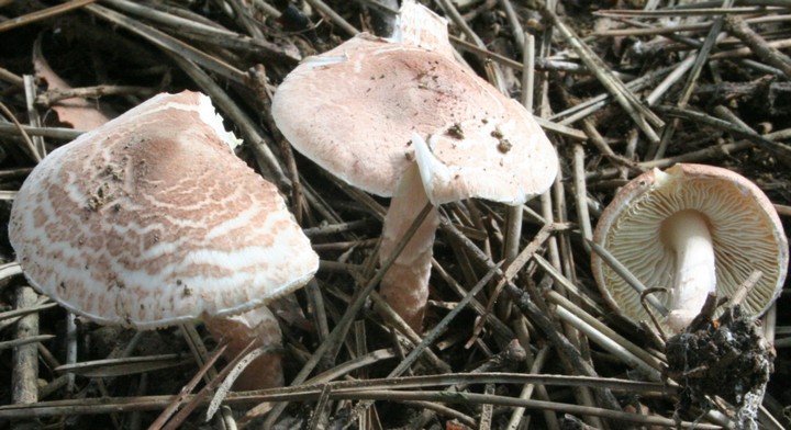 лепиота коричнево-красная