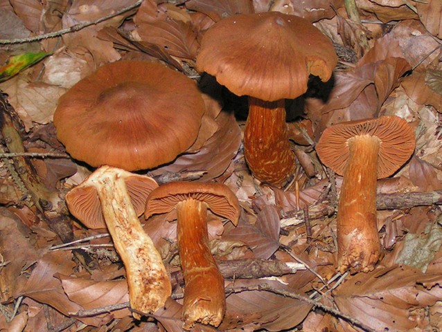 паутинник красивейший