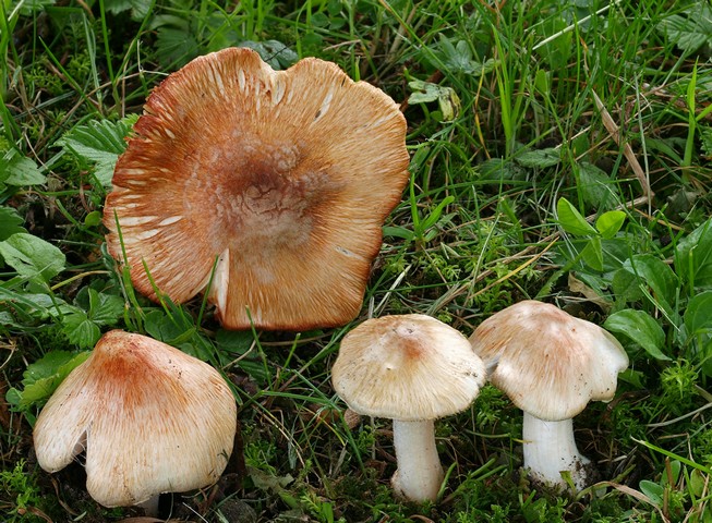 волоконница патуйяра