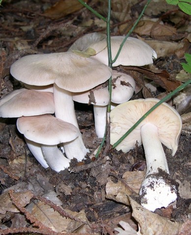 энтолома ядовитая