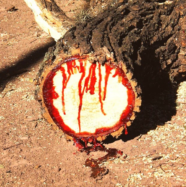кровоточащее дерево