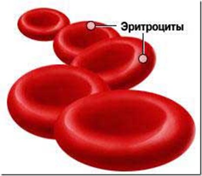иллюстрация клеток крови под микроскопом