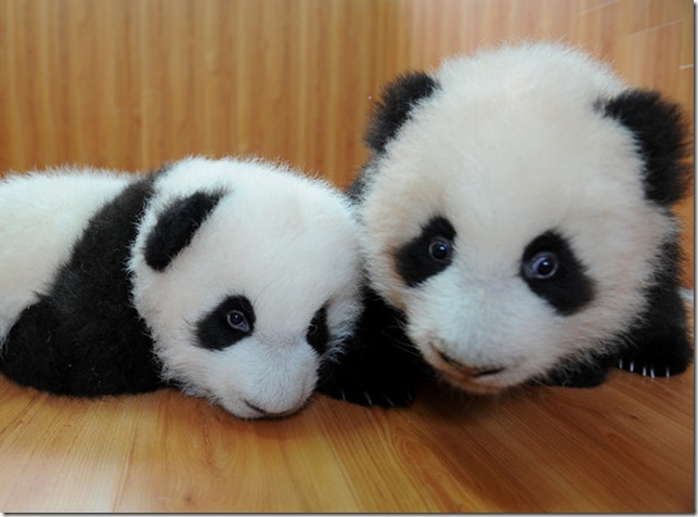 panda_twins_yaan_sichuan_province04