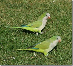 275px-Monk_parakeets_in_a_Brussels_park