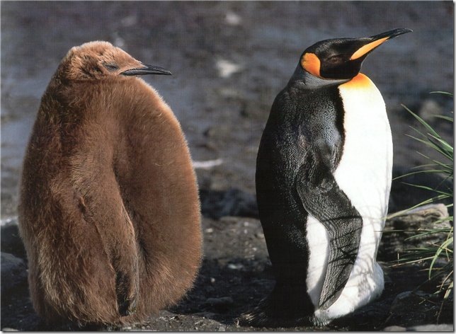 Виды Пингвинов Фото