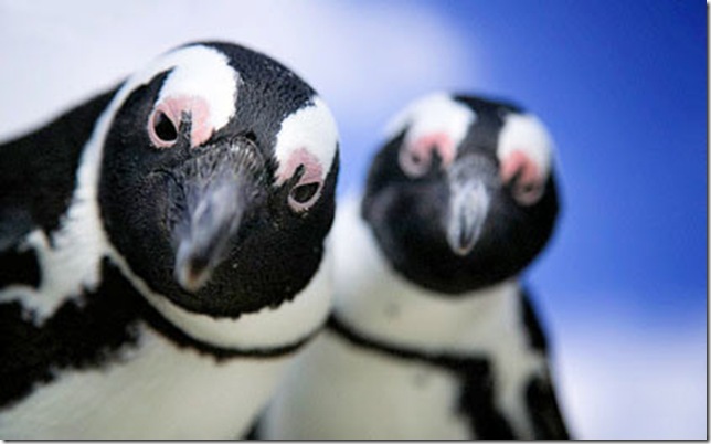 african-penguins