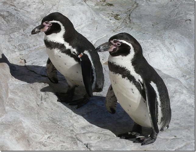 pingvin25
