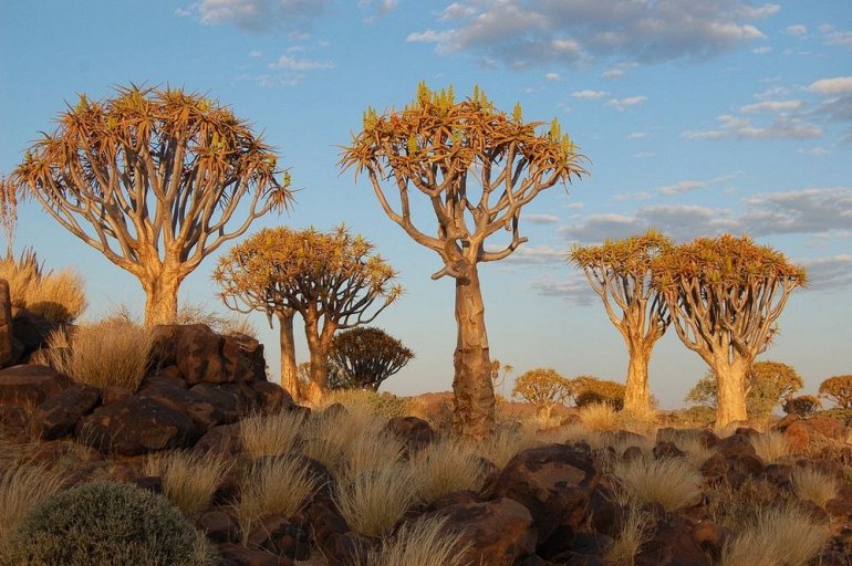 Уникальный Колчанный Лес в Намибии. ФОТО