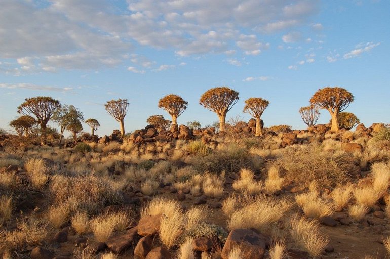 Уникальный Колчанный Лес в Намибии. ФОТО